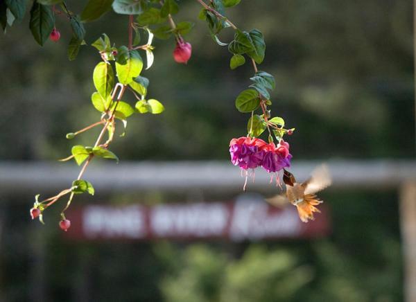Pine River Ranch B&B Lake Wenatchee Buitenkant foto