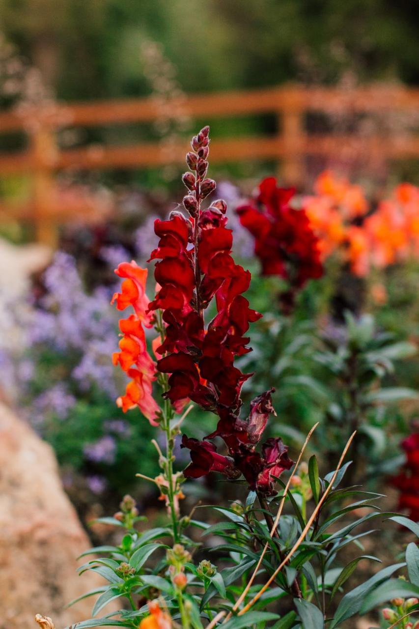 Pine River Ranch B&B Lake Wenatchee Buitenkant foto